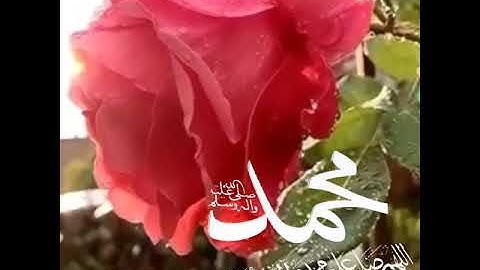 حالات واتس اب يوم الجمعه ❤ مقاطع قران انستقرام //ستوريات //آيات قرانيه //بدون حقوق