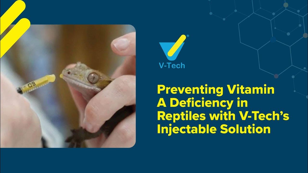 Vitamin deficiencies in reptiles YouTube