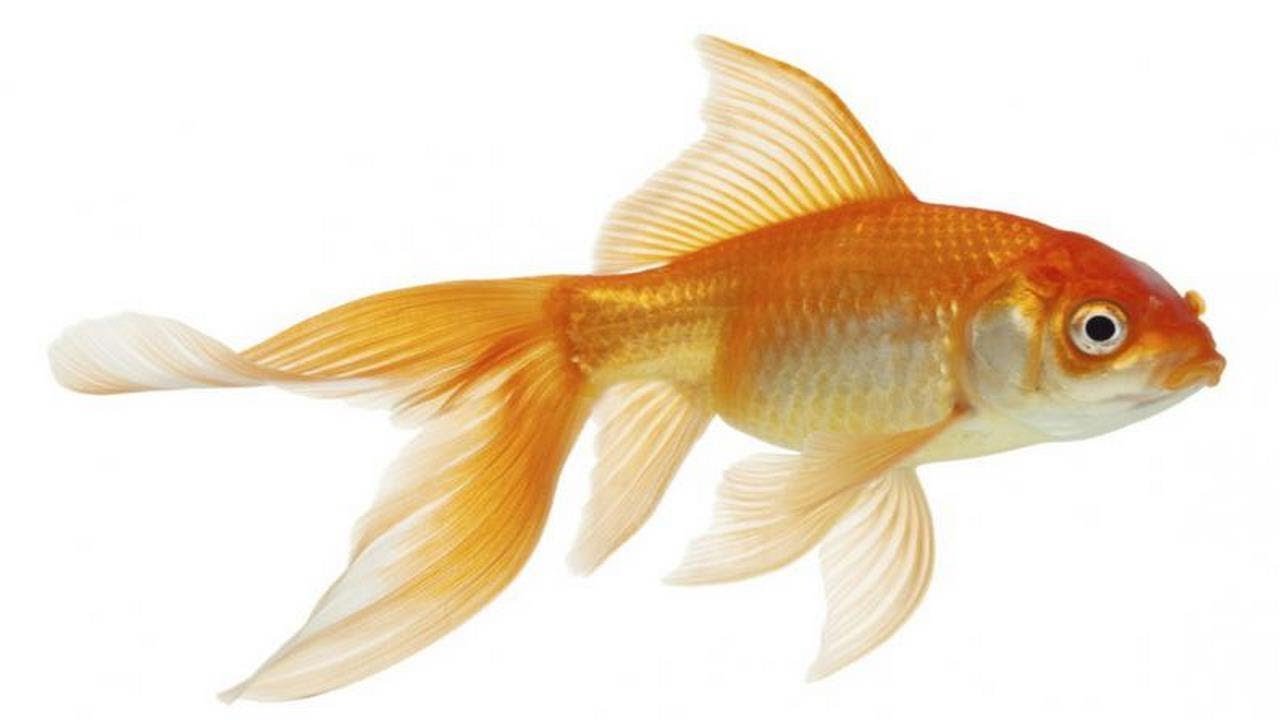 Goldfish use alcohol to survive in icy waters, scientists find