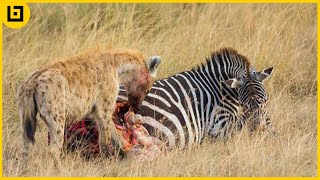 Merciless Hyenas Attacking And Eating Animals Alive