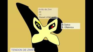 Empeorando repollo Estable Anillo de Zinn - YouTube