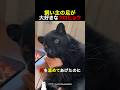 飼い主の足が大好きなクロヒョウ