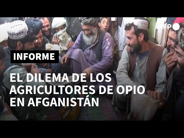 El opio, ¿el pretexto real de la guerra en Afganistán? - 28.06