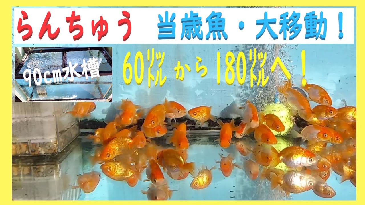 らんちゅう　当歳魚 どじょう養殖研究所 らんちう貴族 当歳魚用 454g | 熱帯魚・水槽