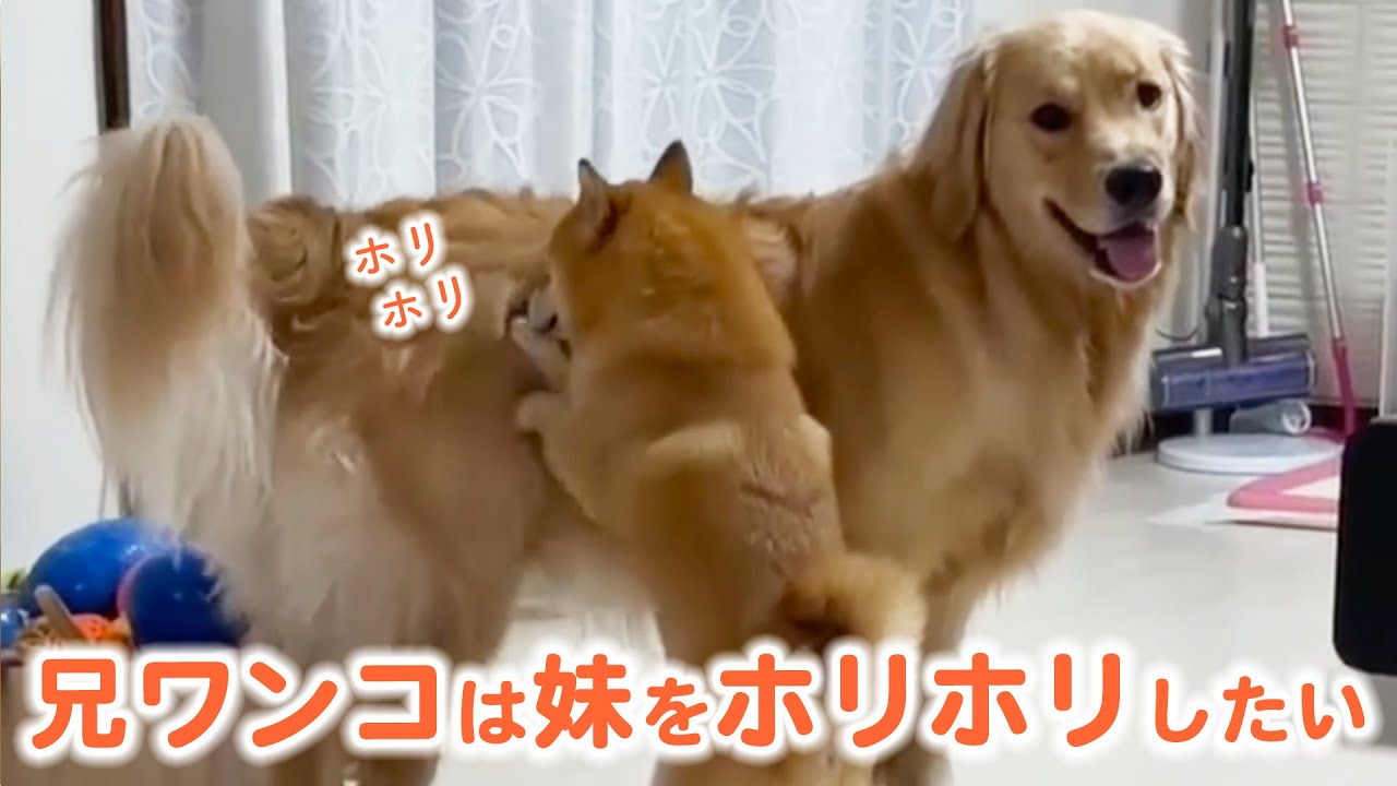 Shiba Inu Uni-kun has a fluffy big sister! | PECO [Narration