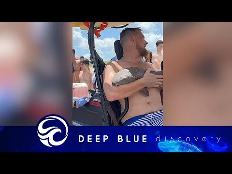 Shark bites man and clings onto arm for 45 minutes