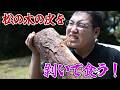 食糧難を救う!?松の木の皮食べてみた!