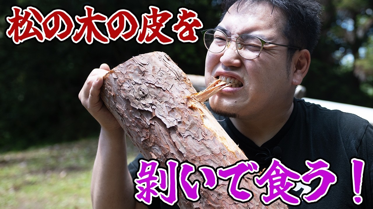 食糧難を救う!?松の木の皮食べてみた!