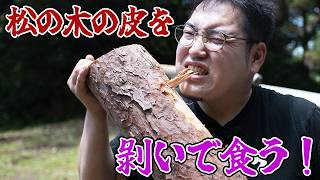 食糧難を救う！？松の木の皮食べてみた！