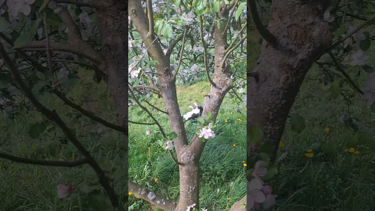 Spring with the dogs 🐕❤️ #dogshorts #spring