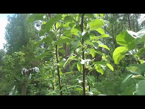 Видео: Как выращивать груши Саммеркрисп: Уход за грушами Саммеркрисп