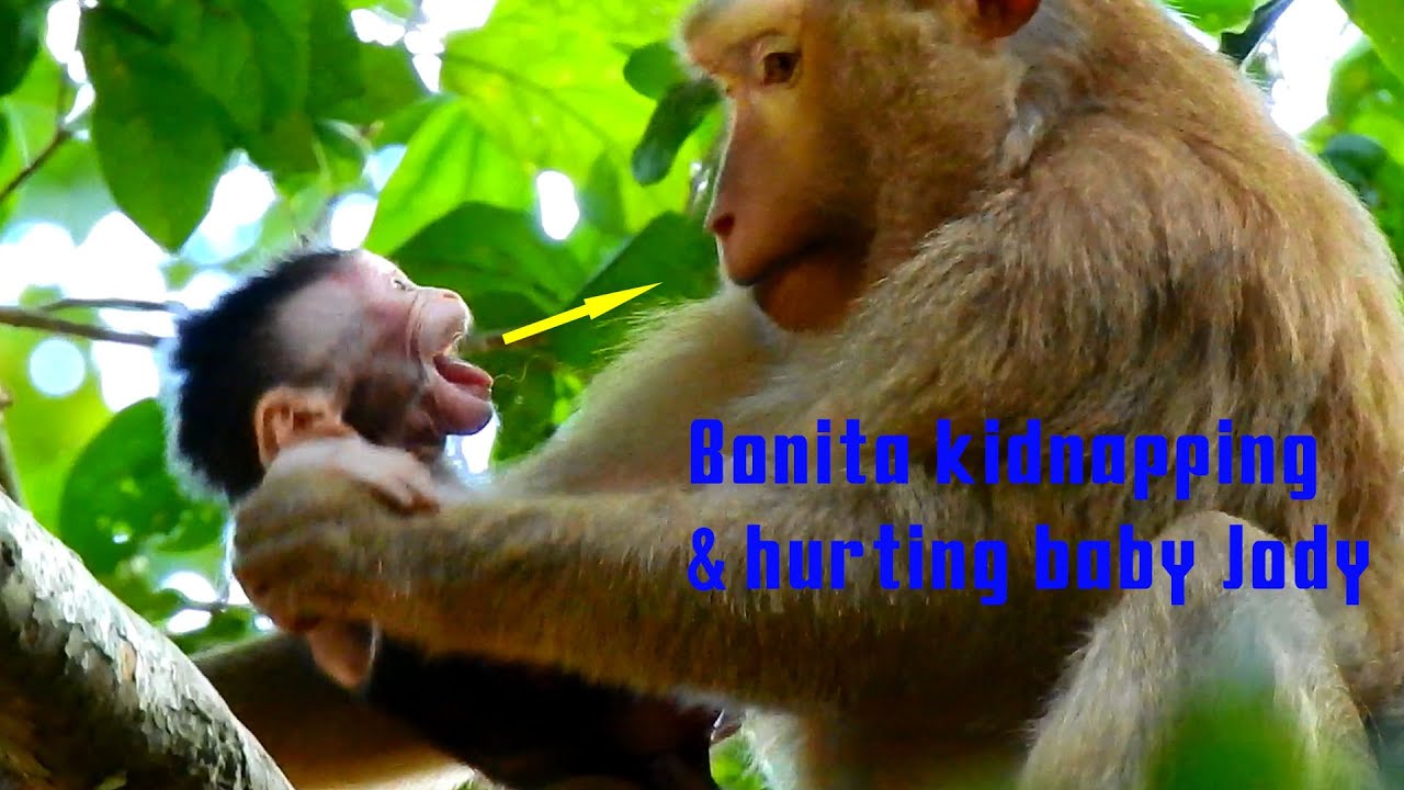 So Broken Heart! Monkey Bonita Stealing & Hurting Baby Jody Cruelly. Poor Baby Jody Crying Seizure.