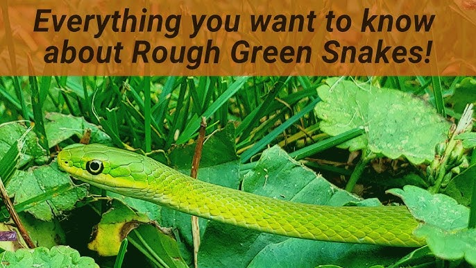 Rough Green Snake - Snake Facts