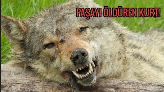 10 ÇOBAN KÖPEĞİ ZOR BOĞDU - KANGAL PAŞAYI ÖLDÜREN KURT ( BOYUNU ÖLÇTÜM ? )