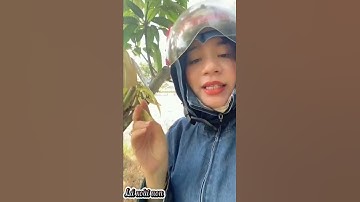 Công dụng của lá xoài non #shorts #thanhdongvlog