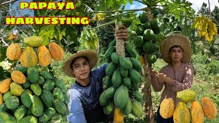 BIGLAANG HARVEST NG PAPAYA MAY UMORDER SATIN