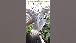 Full suara pancingan kutilang gacor