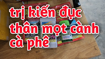 Hd623.Trị sâu đục thân mọt đục cành và kiến cho cà phê