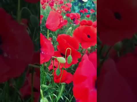 آهنگ تولد سارن اهنگ تولد طبیعت دختر گل موزیک ویدیو ترانه آواز آهنگ ایرانی