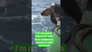 Turtle rescue. Спасение черепахи. To the song of Iglesias - escape