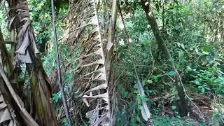Download ยิงกระรอกตามสวน 2/2 Video MP3 ยิงกระรอกตามสวน 2/2