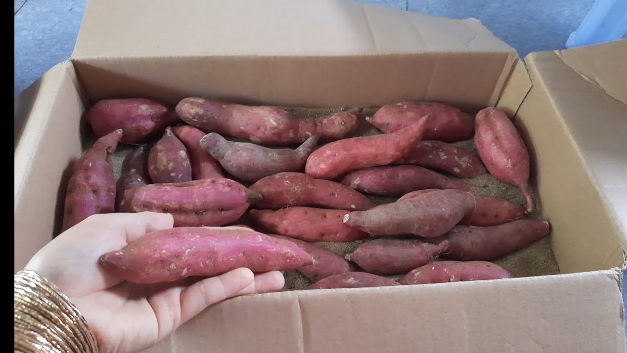 cách bảo quản khoai lang, khoai tây lâu hư không mọc mầm đơn giản mà rất hiệu quả