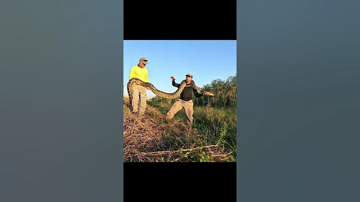GIANT PYTHON in the Everglades #python #snake #shorts #wildlife #nature #dangerous #herping #crazy