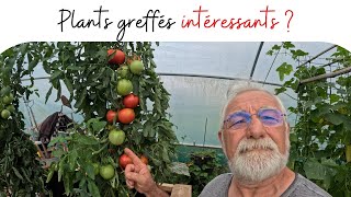 Résistance et Abondance au Rendez-vous  la tomate Greffées !