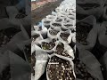 У нас процесс переселения молодых Павлуш в тропическую экосистему - в теплицу🌱