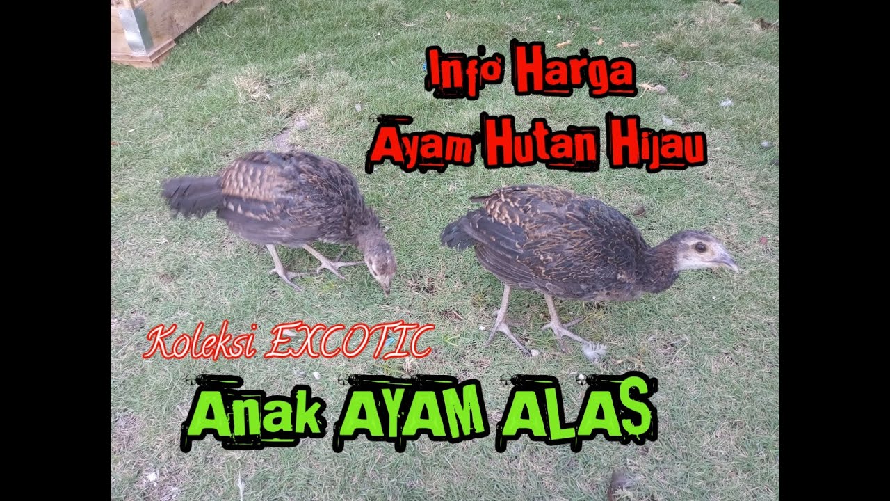 Info Harga Ayam Hutan Hijau// Anak ayam hutan hijau jinak.