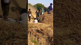 Village life Karachi rural area wheat thereshure #kmk #farming #wheat #rurallife #villagelife
