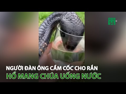 Video K.i.n.h h.ã.i cảnh người đàn ông cầm cốc cho rắn hổ... - youtube