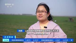 [正点财经]山东高密：麦苗“喝”上智能滴灌水 夏粮增产丰收有保障| 财经风云