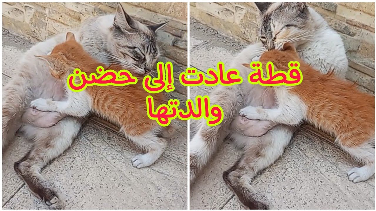 موت قطة بعد عودتها الى حضن امها 😭