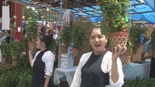 彩る朱色、風鈴の音も 浅草寺でほおずき市