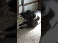 Effie's Takes Her Nap #equestrian #minishetland #shorts #livefree #pony #animals