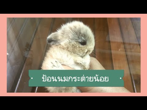 ป้อนนมลูกกระต่ายอายุ 10 วัน,กระต่ายน้อย"กินนมแพะ"