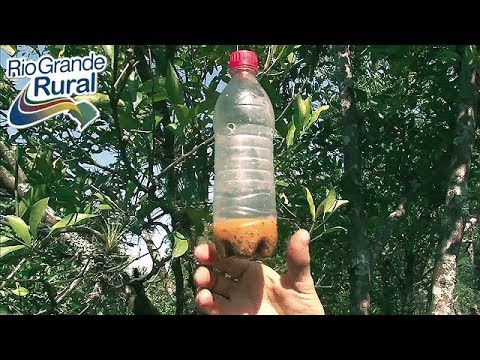 Como combater a mosca da fruta - Rio Grande Rural