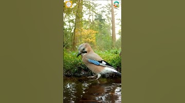 Eurasian Jay: Blue‑Bar Wing Wizard! 🐦💙🌳#WildlifeShorts #BirdShorts #YouTubeShorts #IndiaBirds
