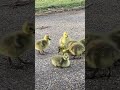 Incredible Cuteness Goslings Mealtime Usa 2025 Incredible Cuteness Goslings Mealtime Usa 2025