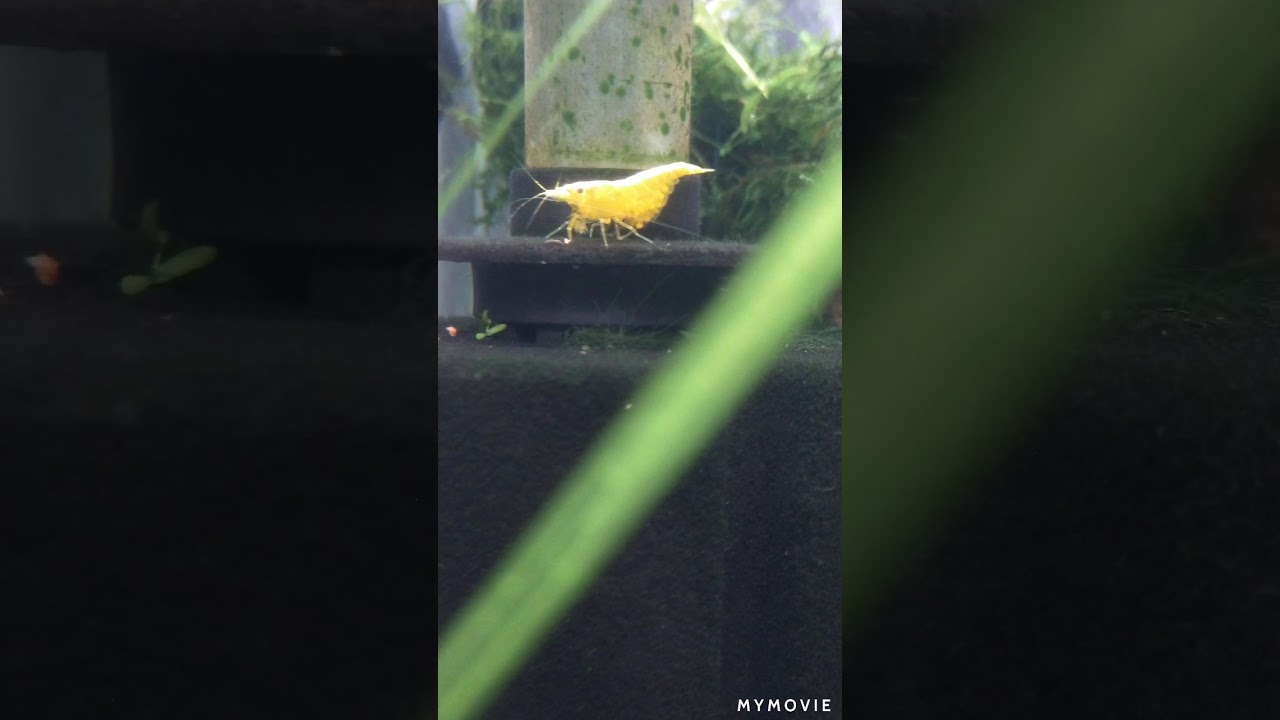 Cherry shrimp Laying eggs YouTube