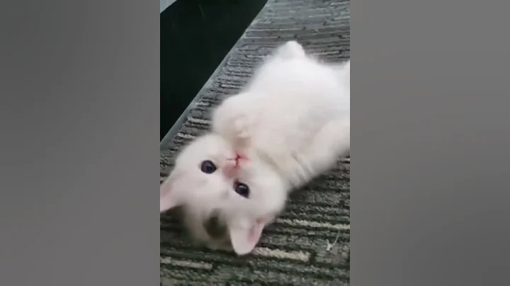Watch the video about Best Cat Funny Videos 🐱 Cute Cat Moments 🐈 White Baby cat relaxing 😁🔥 #shorts #cat #babycat #cutecat