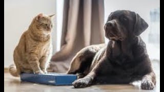 Chicago Animal Care and Control hosting 'Lucky Charm' adoption event