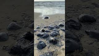 Черноморское побережье. Повторный выброс мазута после шторма #помогианапе
