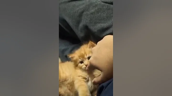 Video 10627471: persian kitten cats catlover, persian cats kittens kitty, persian catlover kitten cute