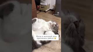 Когда в выходной день приснилась работа 😂 #funny #сон #funnyshorts #работа #funnyvideo #fun #short