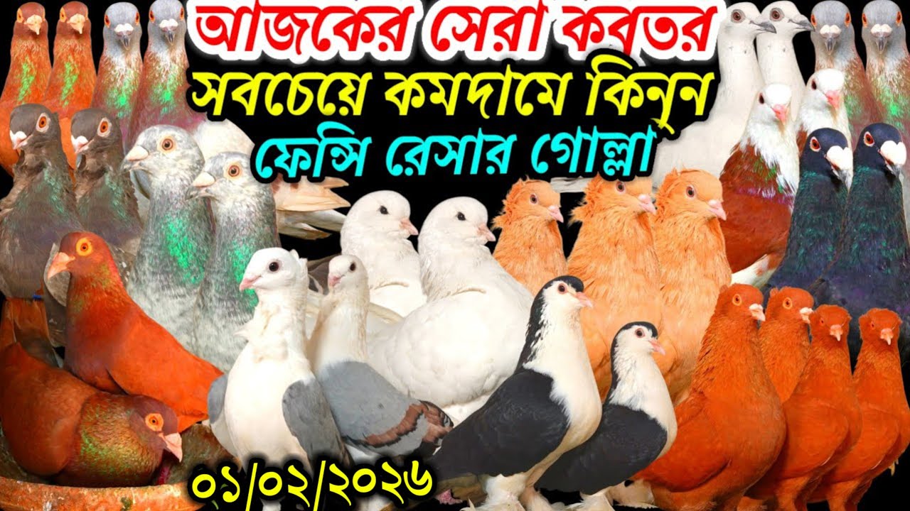 আজকের সেরা ধামাকা অফার সবচেয়ে কমদামে দেশি বিদেশি ফেন্সি রেসার গোল্লা গিরিবাজ কবুতর বিক্রি হবে