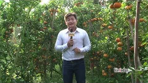 Vietoday - 2015 - Lai Vung mùa quýt chín