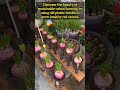 Creative Upcycling Ideas For Your Small Home Vegetable Garden