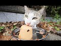 ガリガリで空腹な猫にご飯をあげると・・・